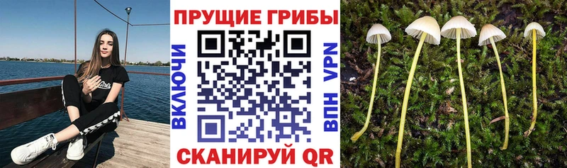 где найти   МЕГА как войти  Псилоцибиновые грибы Psilocybine cubensis  Егорьевск 